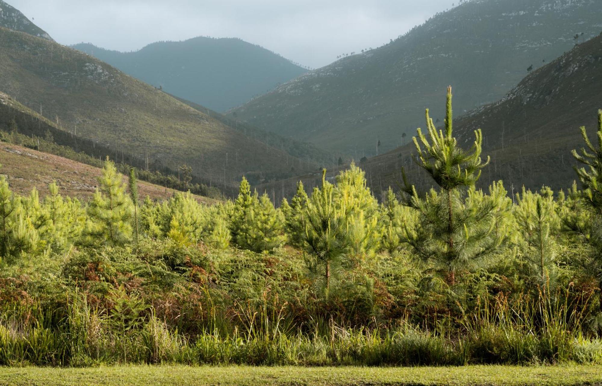 Tsitsikamma Lodge & Spa Stormsrivier Ngoại thất bức ảnh